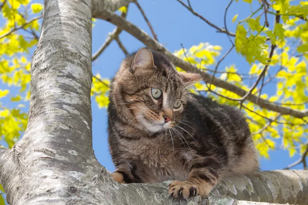 stock image Scaring cat perch on a tree