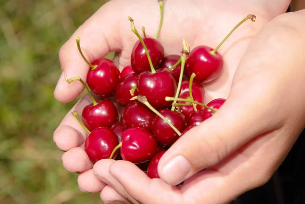 Picking cherries — Stock Photo, Image