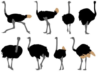 Ostrich silhouette collection clipart