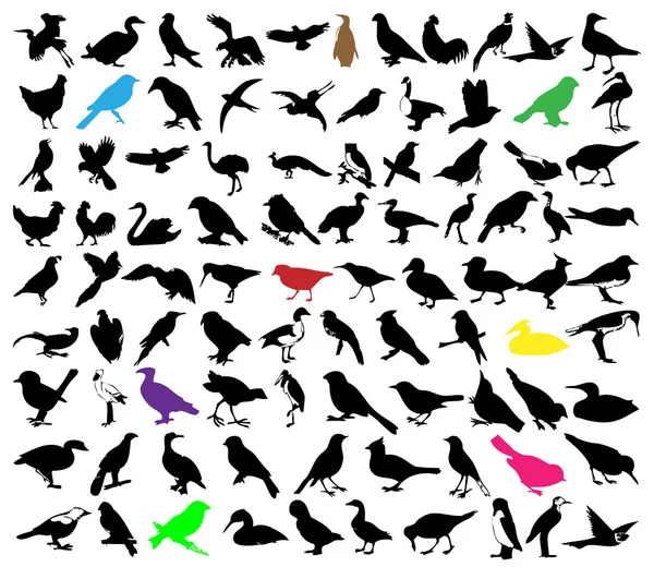 设置的鸟 — 图库矢量图片