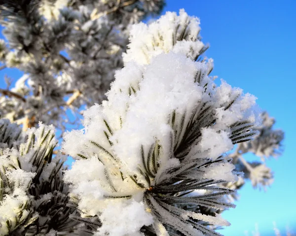 松の木の針で雪が降る ロイヤリティフリーのストック画像