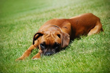 Young Puppy Boxer laying in the grass clipart