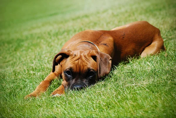 Молодий цуценя боксер лежить в траві — стокове фото