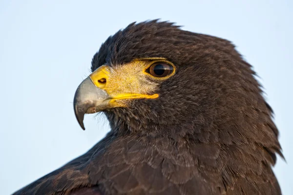 Harris Hawk — Stock Photo, Image