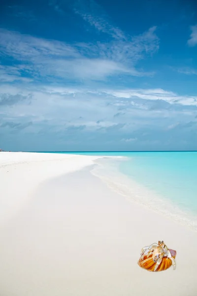 Тропический пляж и краб-отшельник — стоковое фото