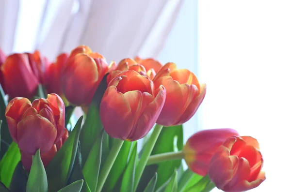 Валентина тюльпани — стокове фото