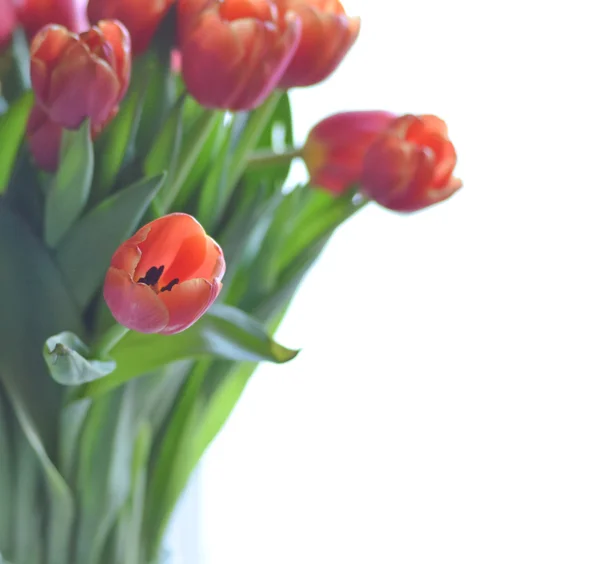 Тюльпани, ізольовані — стокове фото