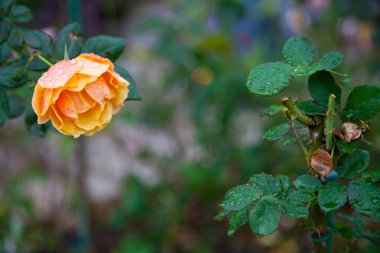 I am a rose of Sharon clipart