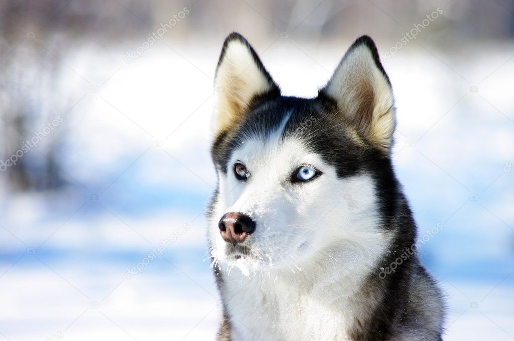 Close-up portrait of Chukchi husky breed dog on winter backgrou