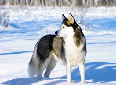 Chukchi husky breed dog on winter background clipart