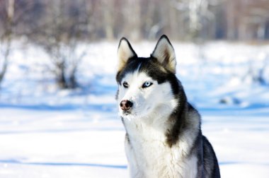 Close-up portrait of Chukchi husky breed dog on winter backgrou clipart