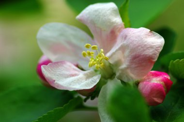 Blossom elma ağacı. elma çiçekleri yakın çekim.