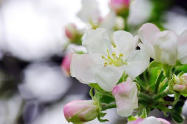 Blossom elma ağacı. elma çiçekleri yakın çekim.