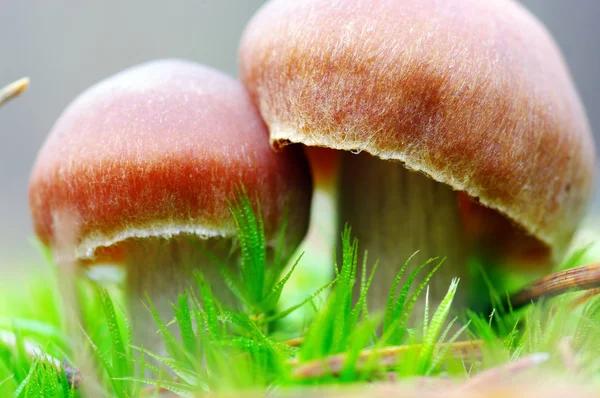 Funghi che crescono nel bosco — Foto Stock
