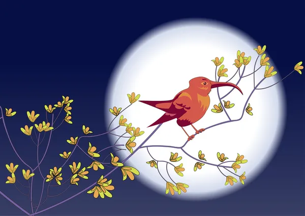 Colibri σκηνικό της Σελήνης — Διανυσματικό Αρχείο