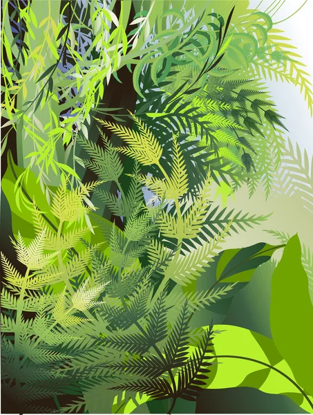 Fern thickets in the jungle — Stock Vector