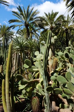 Cacti and palm trees clipart