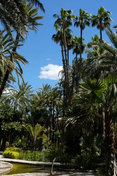Jardin de palmiers — Photo