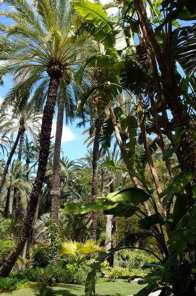 Palm garden — Stock Photo, Image