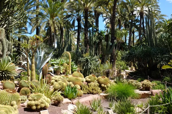 Jardim Huerto del Cura — Fotografia de Stock