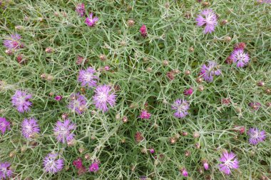 Starthistle