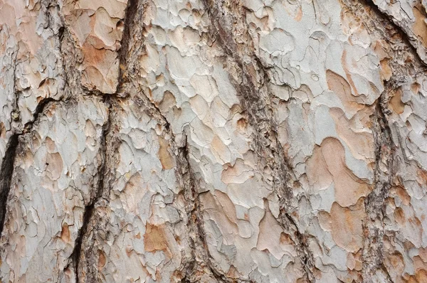 Textura de corteza — Foto de Stock