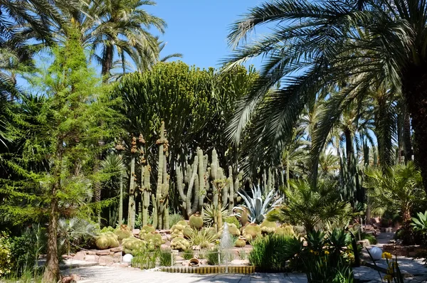 韦托尔德尔库拉索花园 — 图库照片