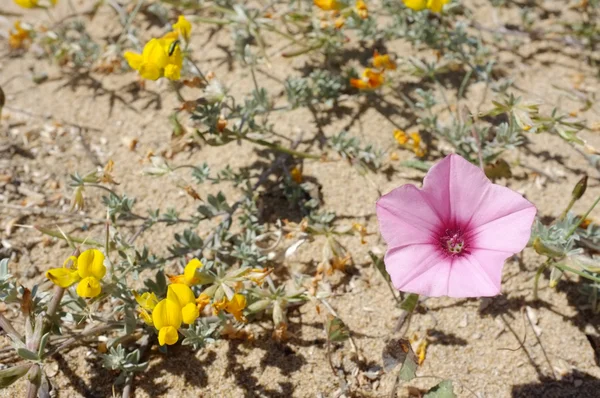 春天在沙漠中 — 图库照片