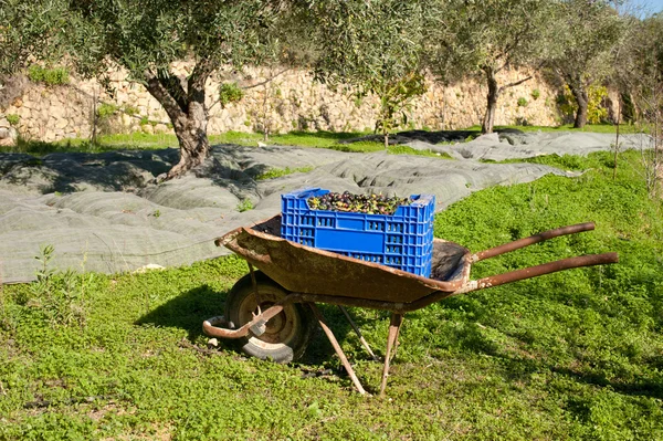 Traditional olive harvest — Stock Photo, Image