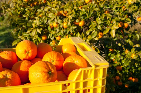 Урожай апельсинов — стоковое фото