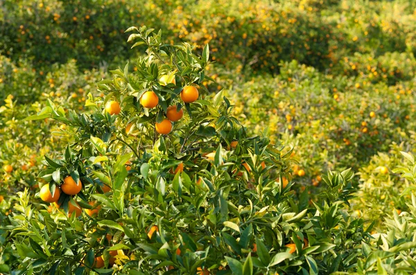 Orange crop — Stock Photo, Image