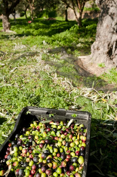 Olivové bedny — Stock fotografie