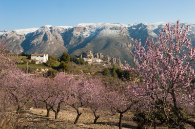 Guadalest at Almond blossom clipart