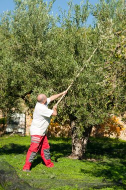 zeytin hasat