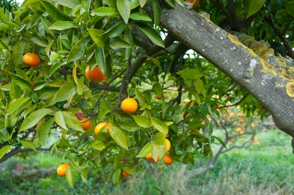 Kypsä appelsiini — kuvapankkivalokuva