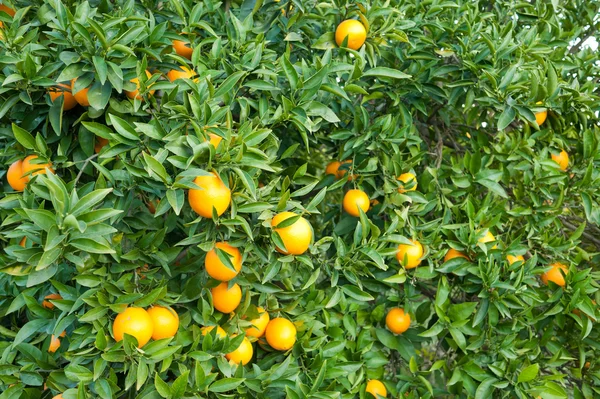 Stock image Oranges