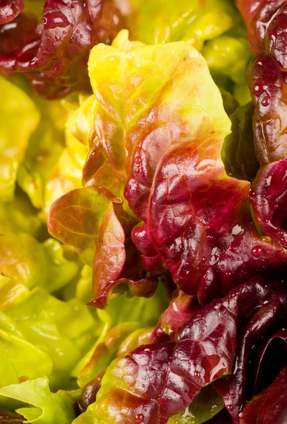 Lettuce closeup — Stock Photo, Image