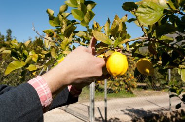 Harvesting lemons clipart