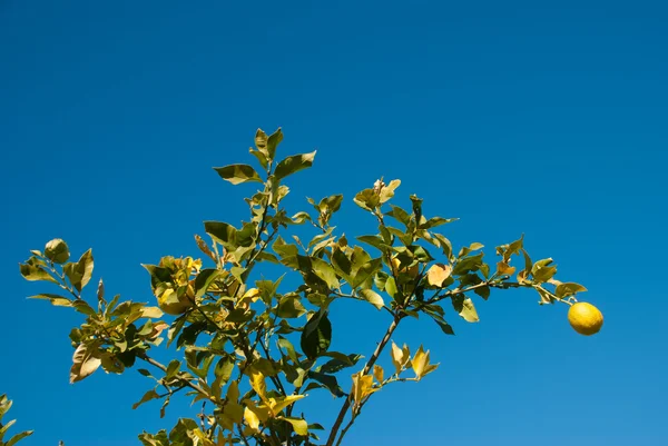 Coltivazione rovinata — Foto Stock