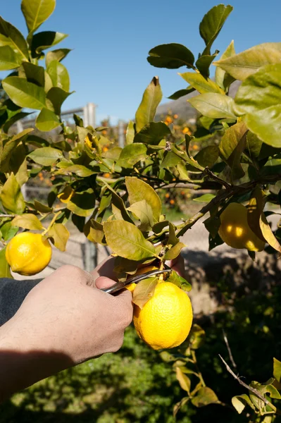 Сбор лимонов — стоковое фото