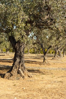 zeytin ağaçları