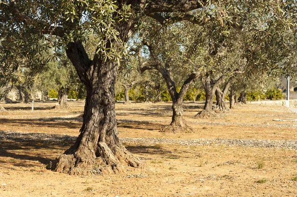 Plantación de olivos —  Fotos de Stock