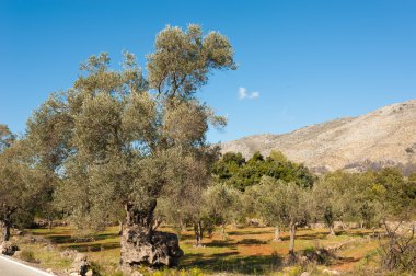 Olive grove