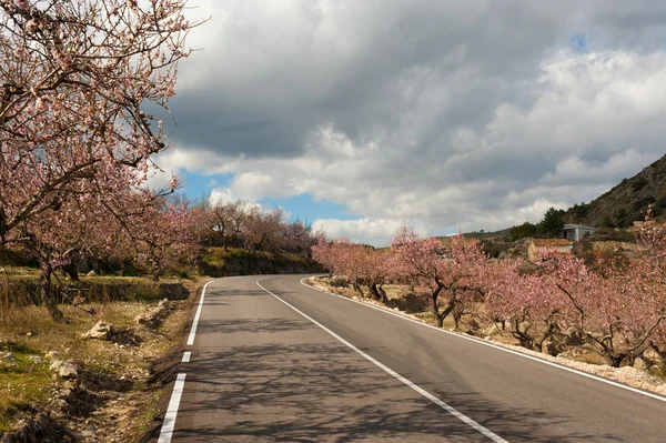Costa Blanca during almond blossom — Stock Photo, Image