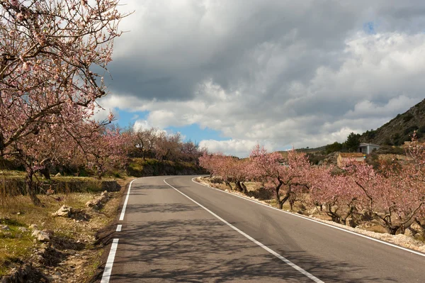 Costa Blanca durante a flor de amêndoa — Fotografia de Stock