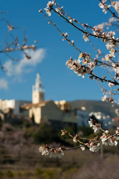 stock image Flowering almond trees