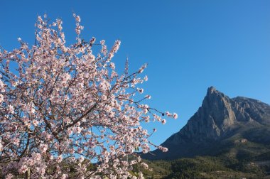 Almond tree in Finestrat clipart