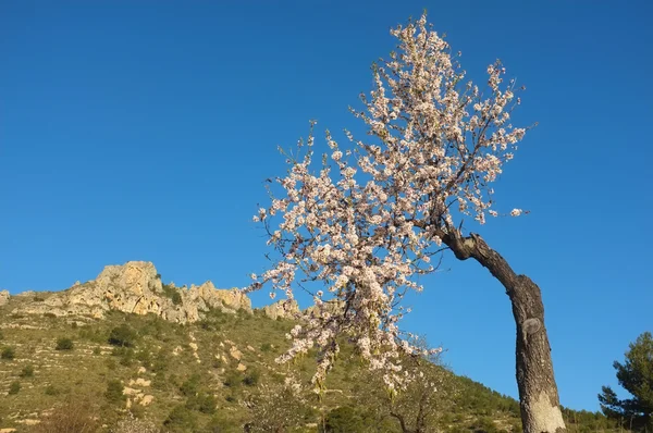 Drzewo kwitnące migdałów — Zdjęcie stockowe