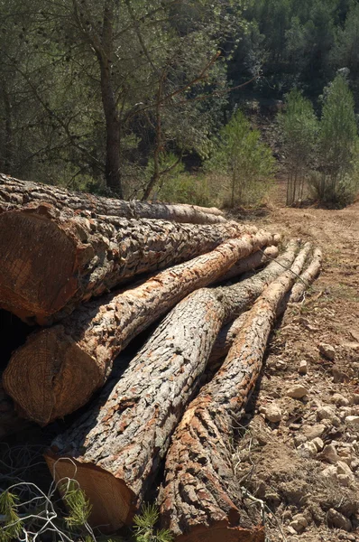 Piled logs — Stock Photo, Image