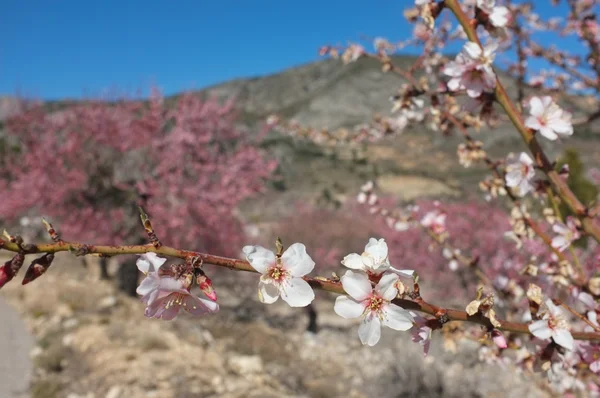 stock image Almond tree blossom